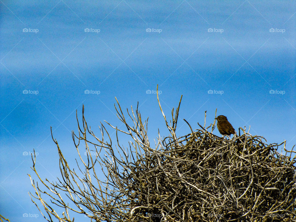 little bird big nest
