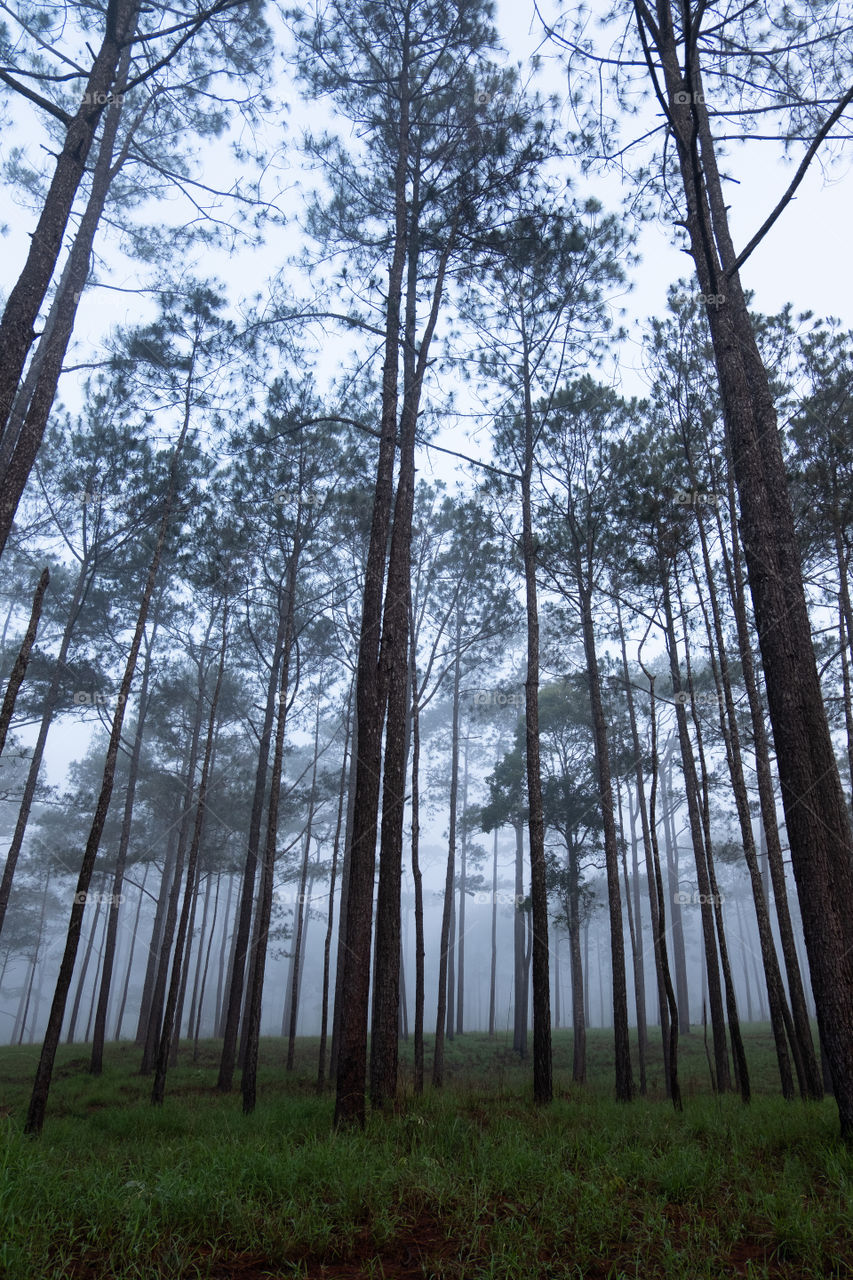 Tall skinny trees in the forest