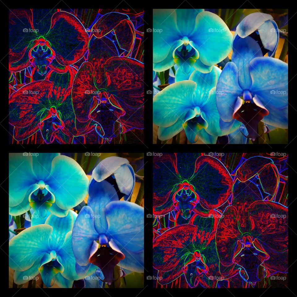 orchids