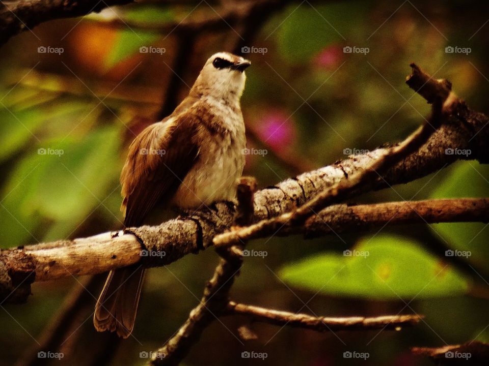 A bird on a branch of a tree