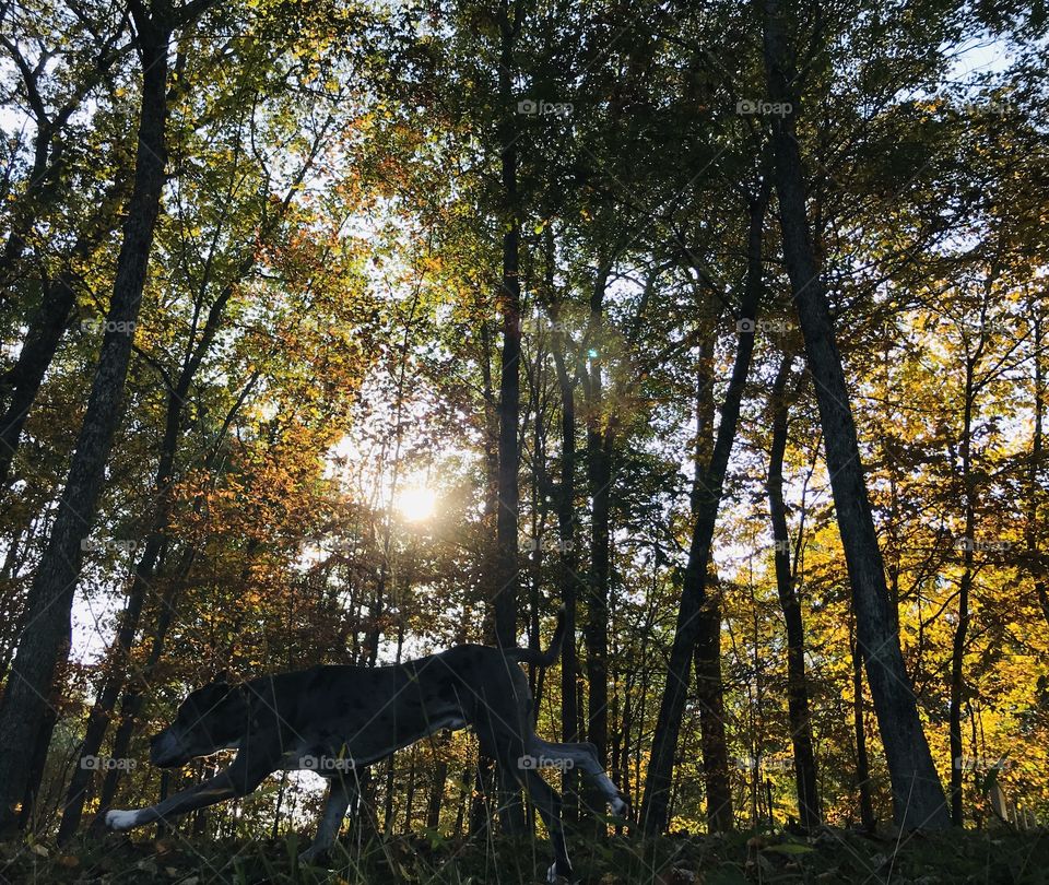 The Beauty in Fall leaves; Daniff(Great Dane and English Mastiff mix) running in the foreground in Northeastern Pennsylvania at the end of September