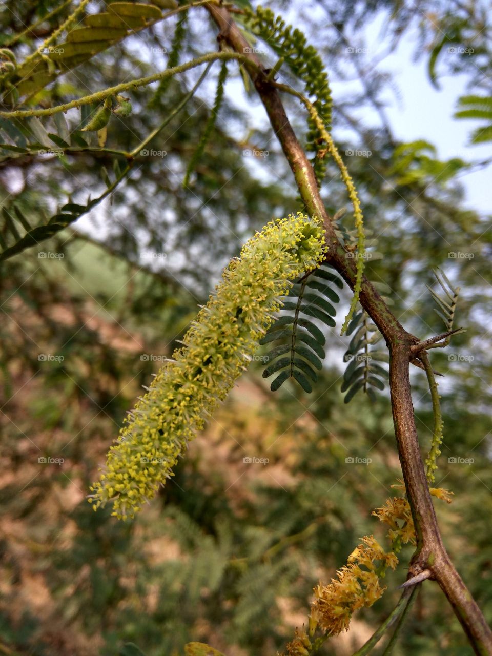 in forest area 
 they are many flowers and niddles trees