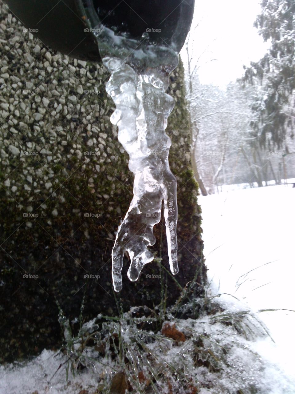 Close-up of icicles hanging on tree