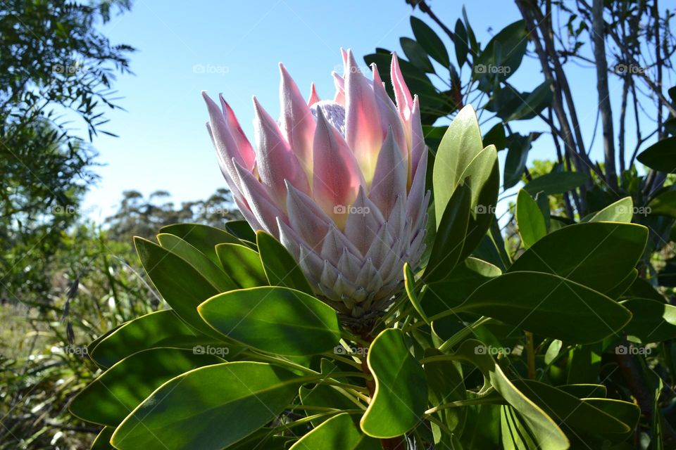 Beautiful pink Queen Protea from Eastern Cape South Africa