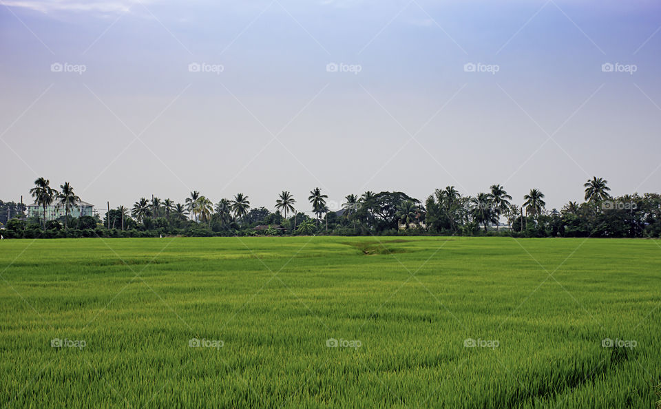 Beautiful light of Sunset with clouds in the sky reflection behind the building and paddy fields.