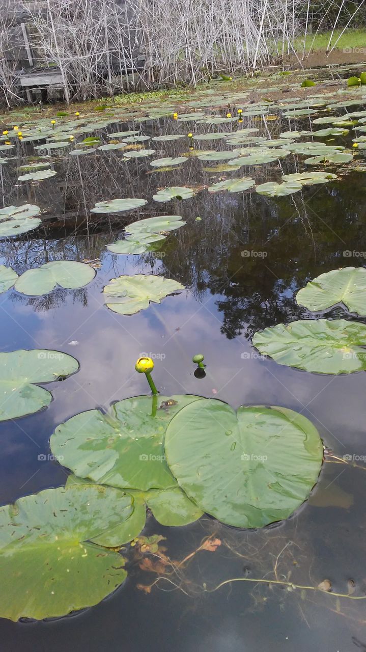 Water Lilly on the Lousiana bayou.