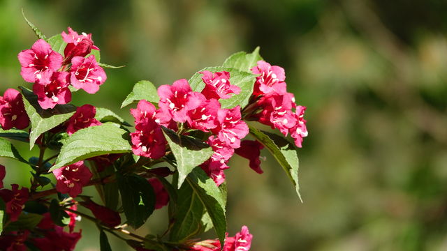 Spring flowers.