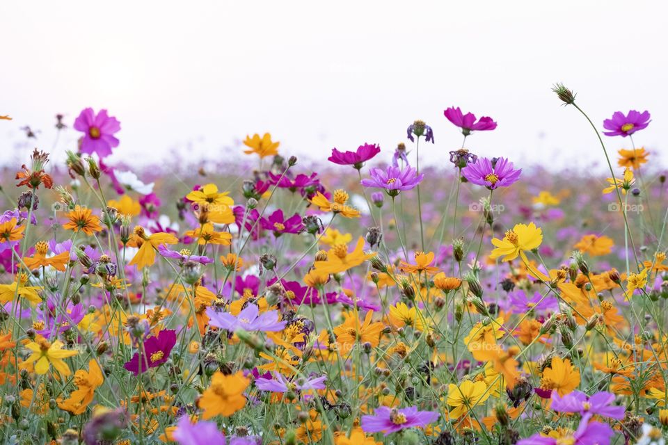 Beautiful Cosmos flowers park