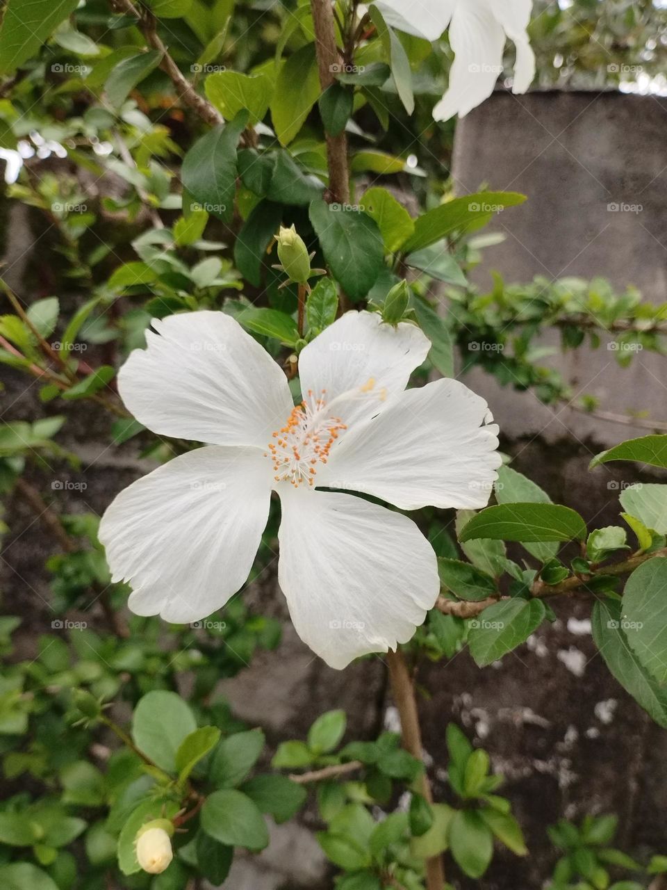White Gumamela flower