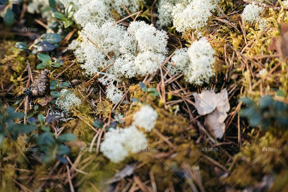 What’s this? It’s a spring time