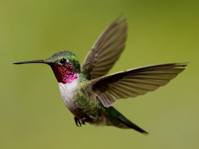 hummingbird in flight.