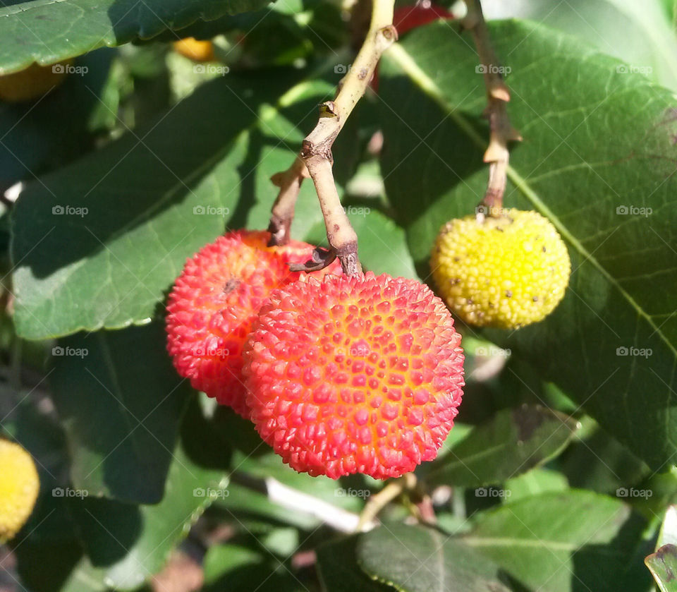 Arbutus mediterranean seasonal fruit,from Sardinia Island