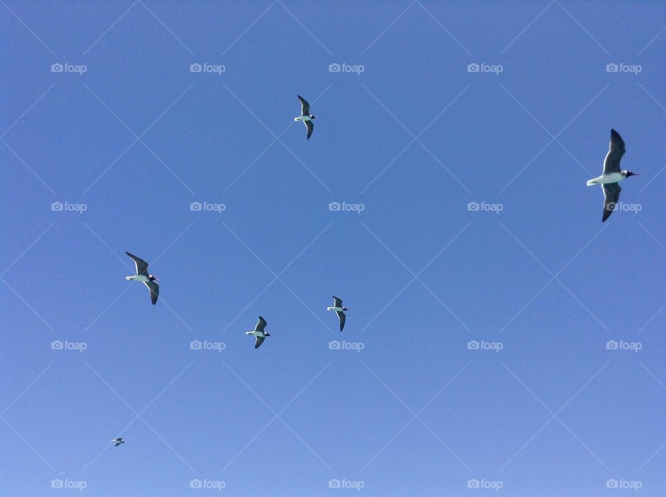 Flying birds in Hurghada, the Red Sea, Egypt 