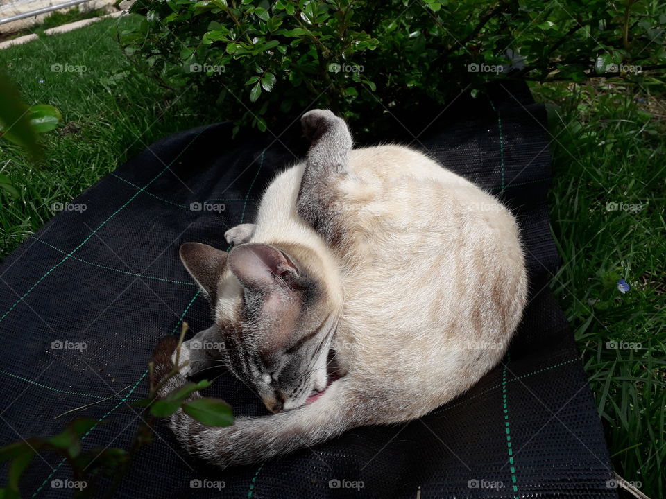 my cat in the garden