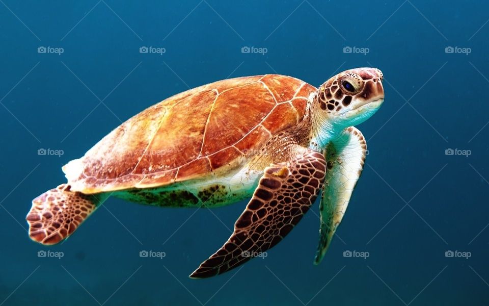 Deep Sea Turtles