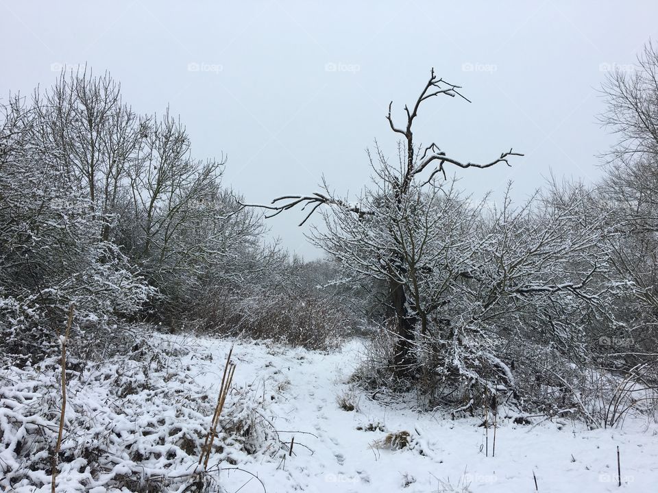 Local wilderness in a sprinkling of snow 