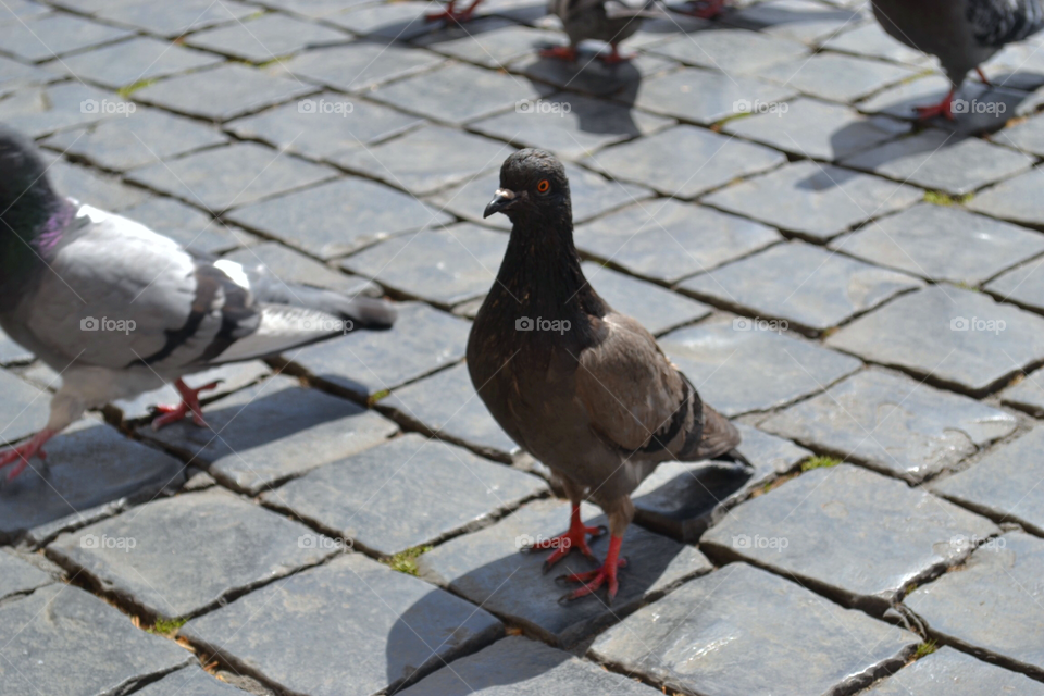 City pigeon 