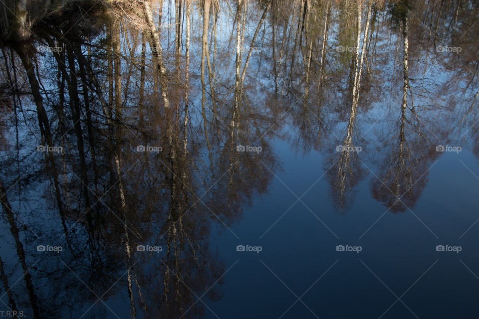 Forest reflections on idyllic lake