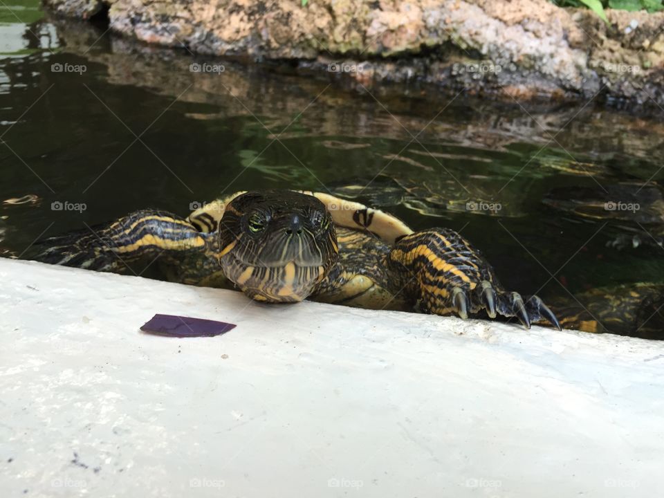 Captive turtle