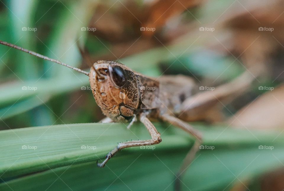 macro photo of a wild brown grasshopper sitting on green grass, blurred background, focus on the face