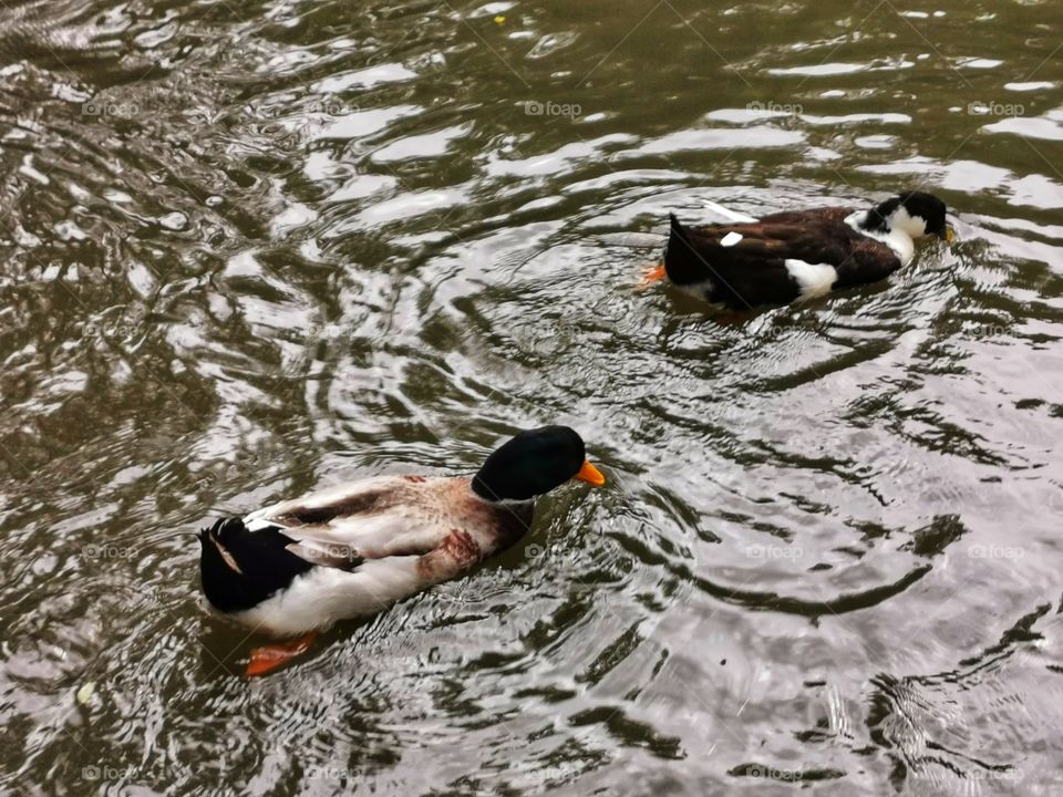 Russia view zoo animals wild outside outdoor day part details capture life ducks water lake