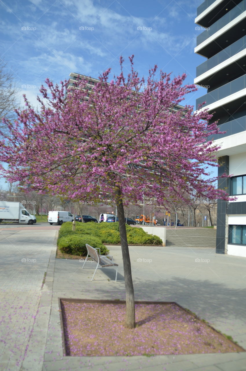 Flowering tree