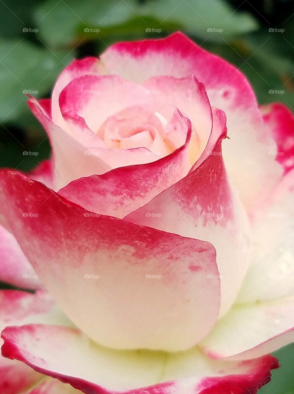 close-up of a red and white rose
