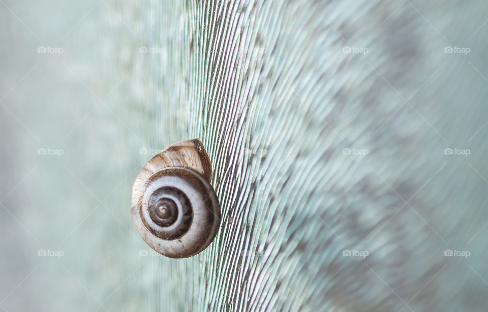 snail