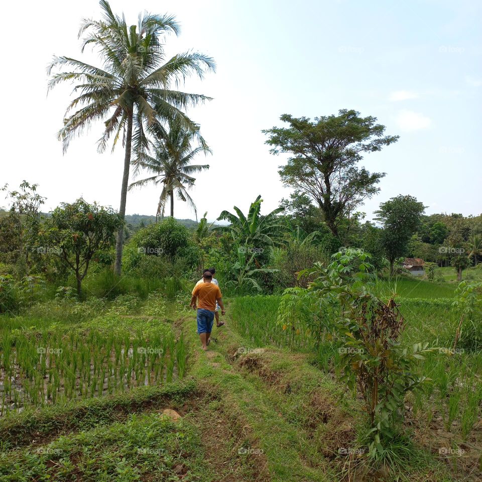 Views of rice fields with beautiful natural surroundings