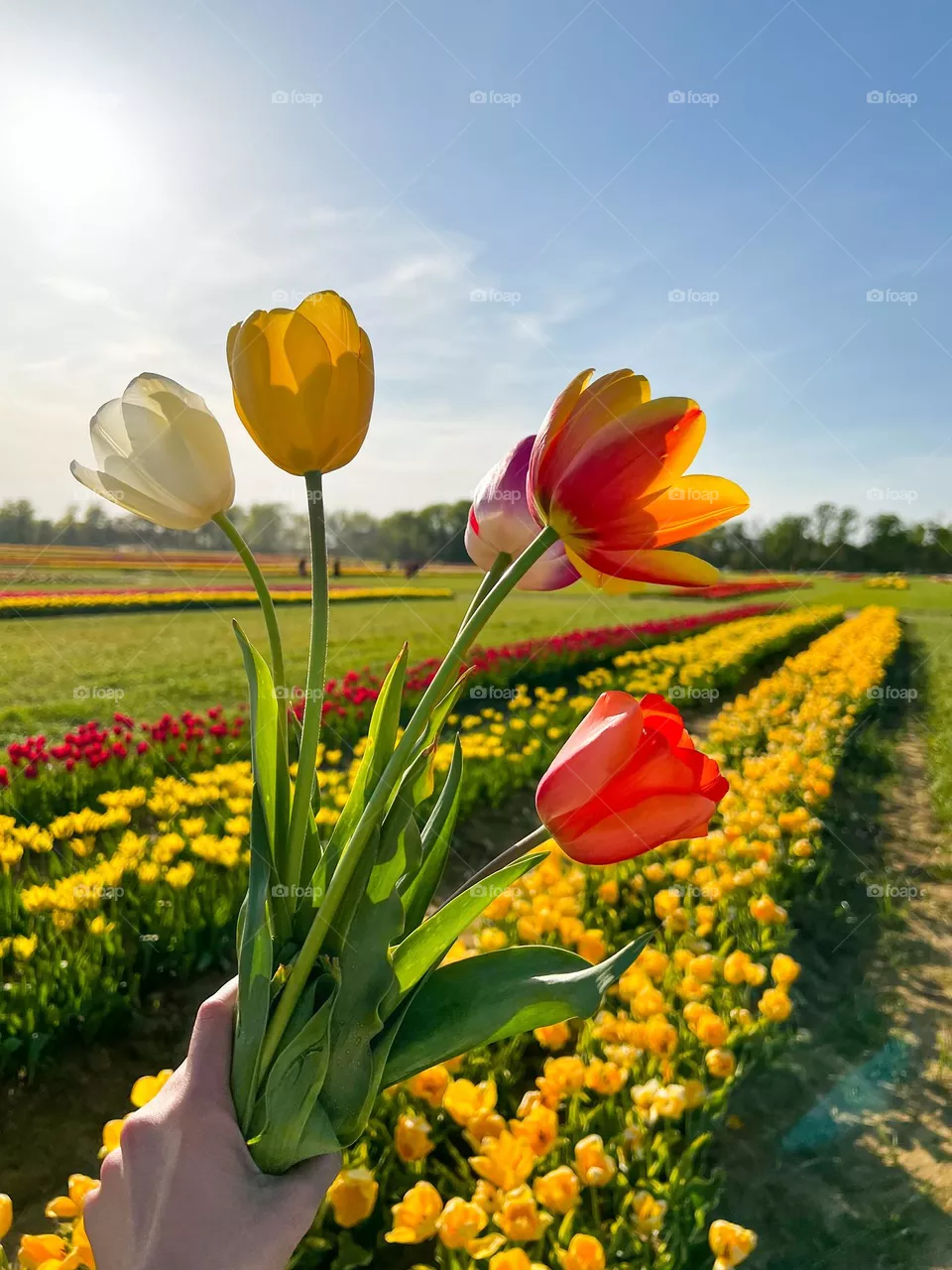 tulip 🌷