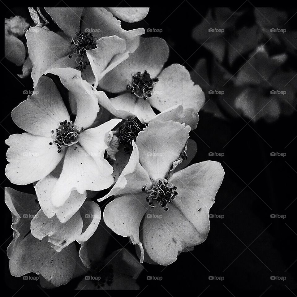 B/w flowers