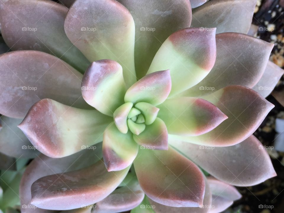 Succulent
