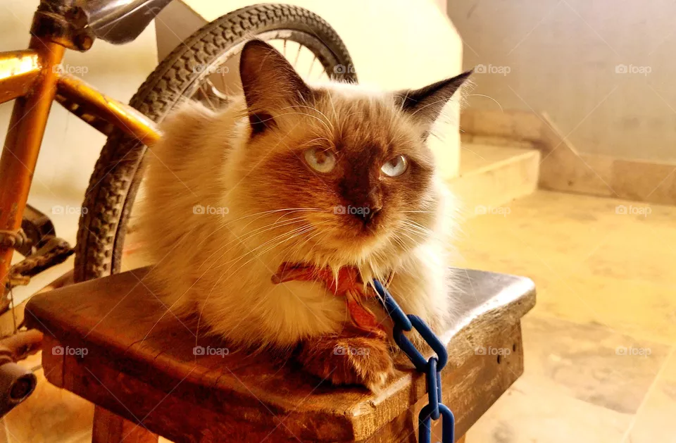 pussy cat