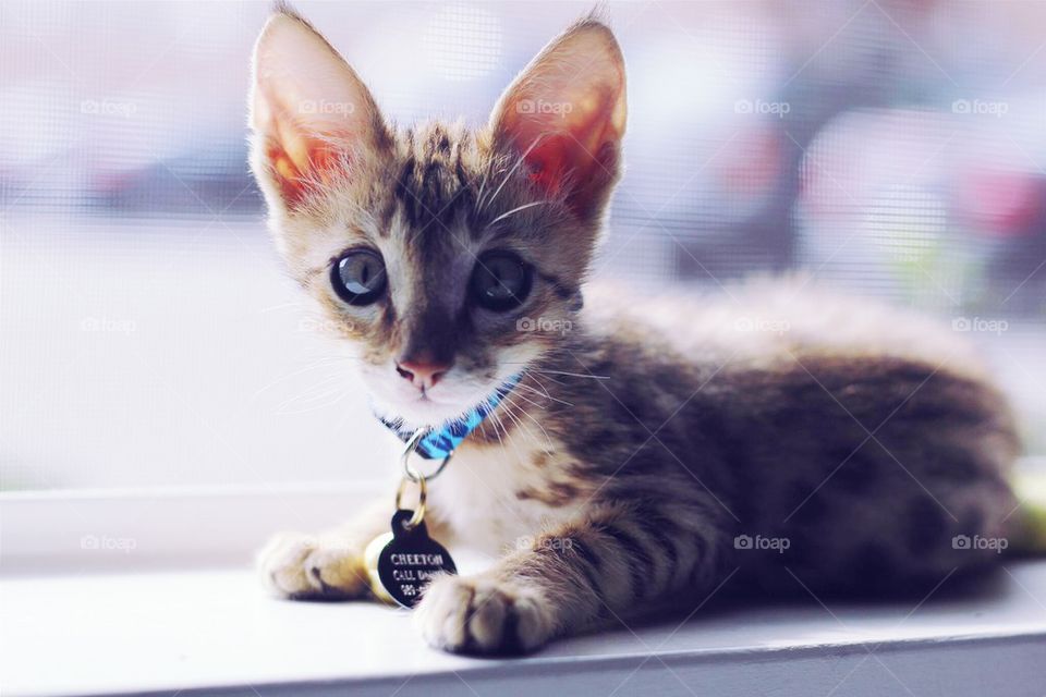 Kitten by window
