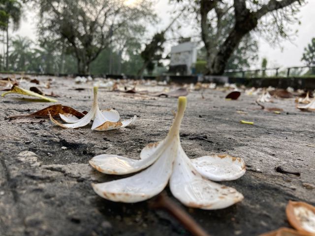 Beautifull fall