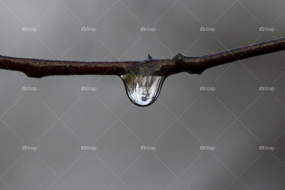 Reflections of the forest in a water drop 