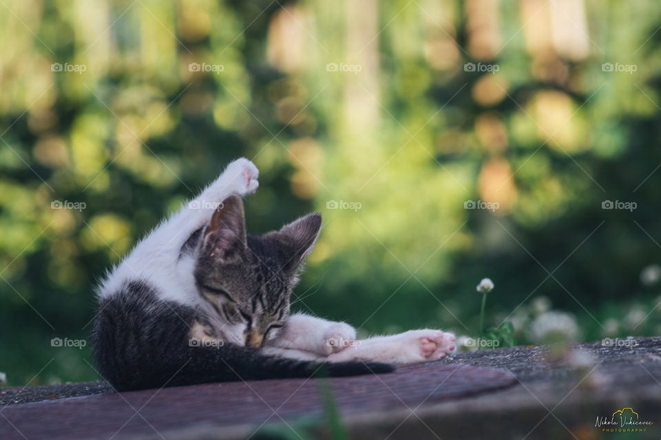 Cat cleaning itself :)