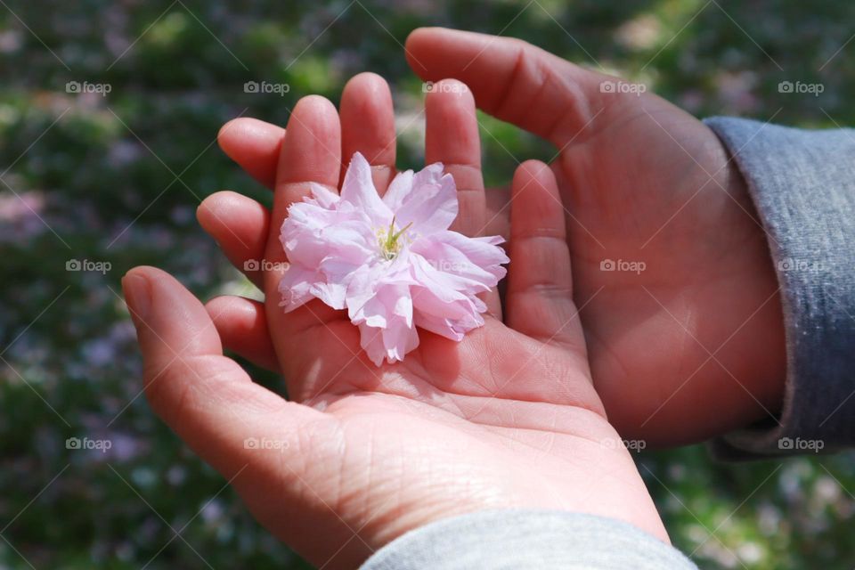 Lovely cherry blossom