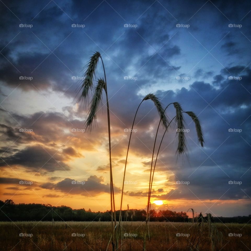 Rye in the sunset