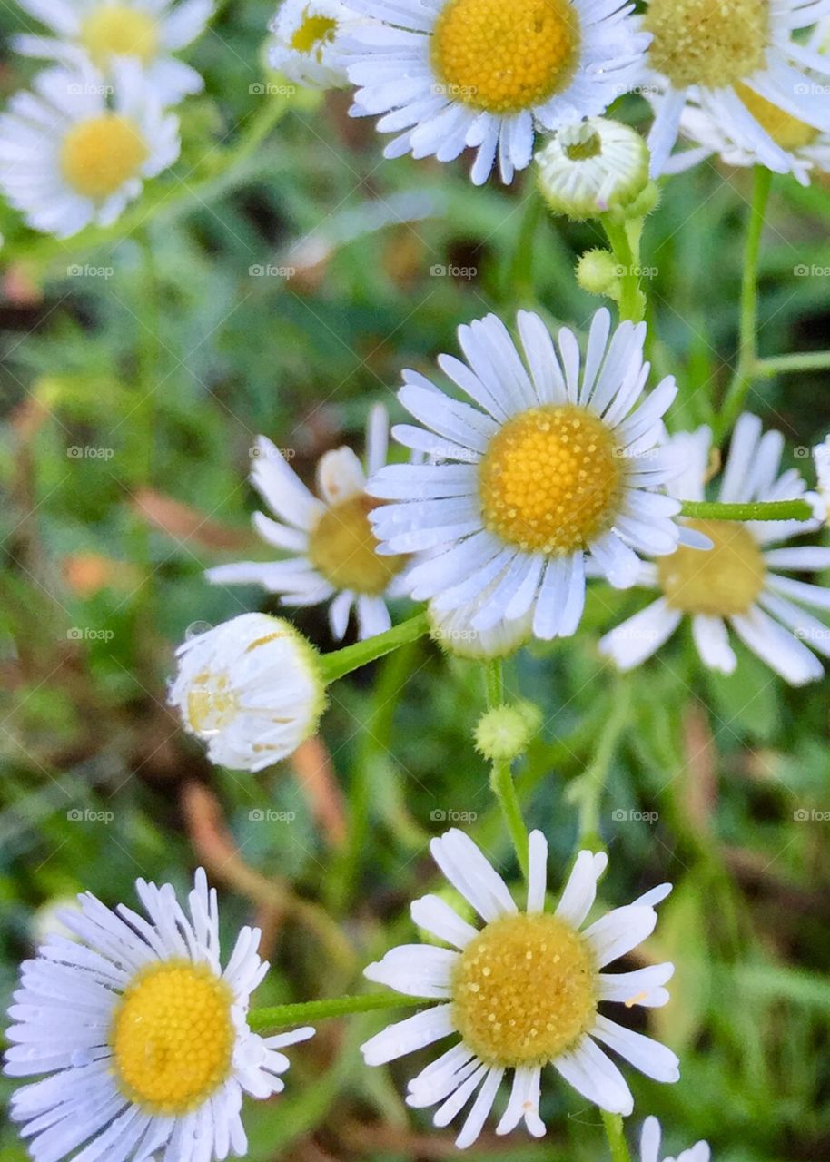 Prairie Fleabane