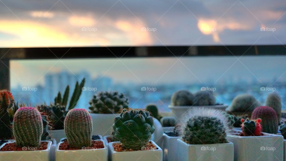 Cactus terrace sunset