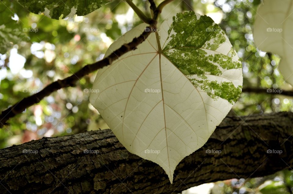 White pothos on an overcast day