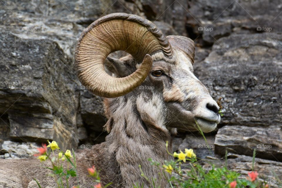 Bighorn