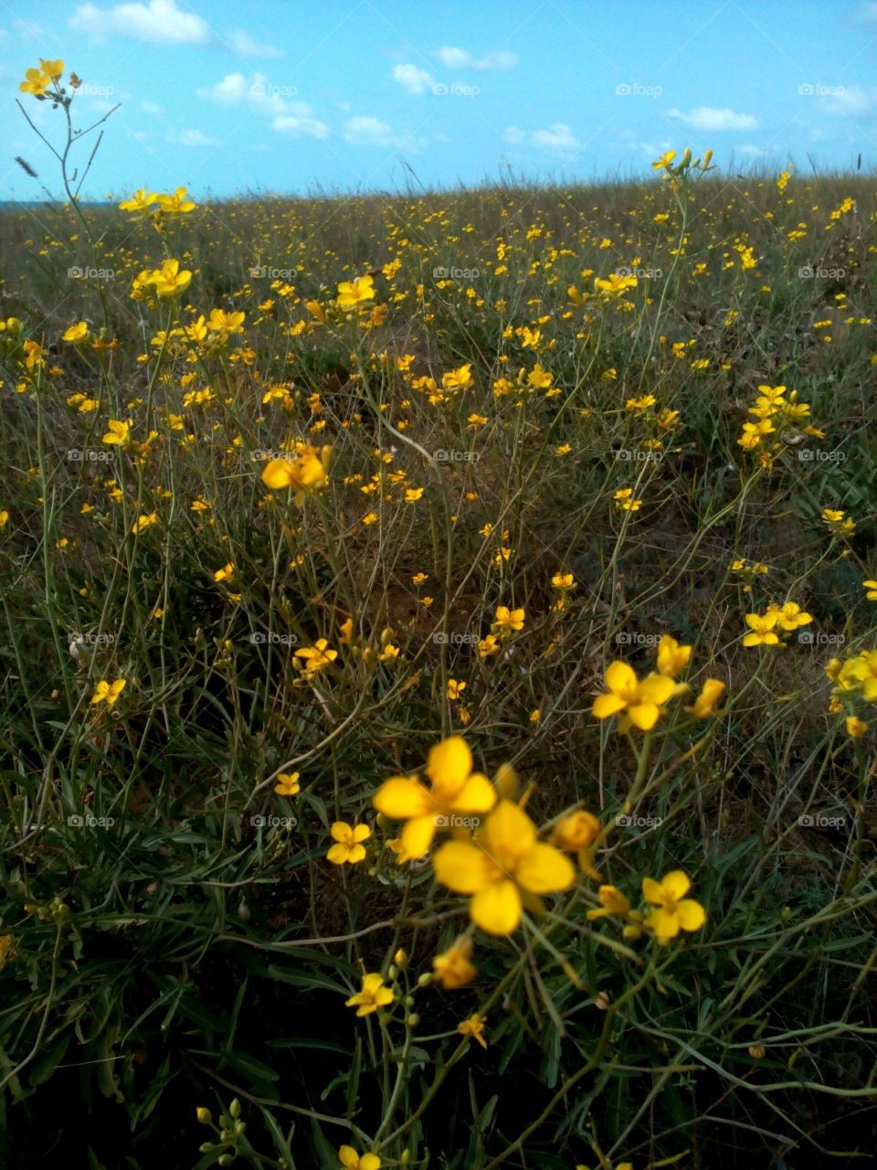 Flower, No Person, Flora, Nature, Field