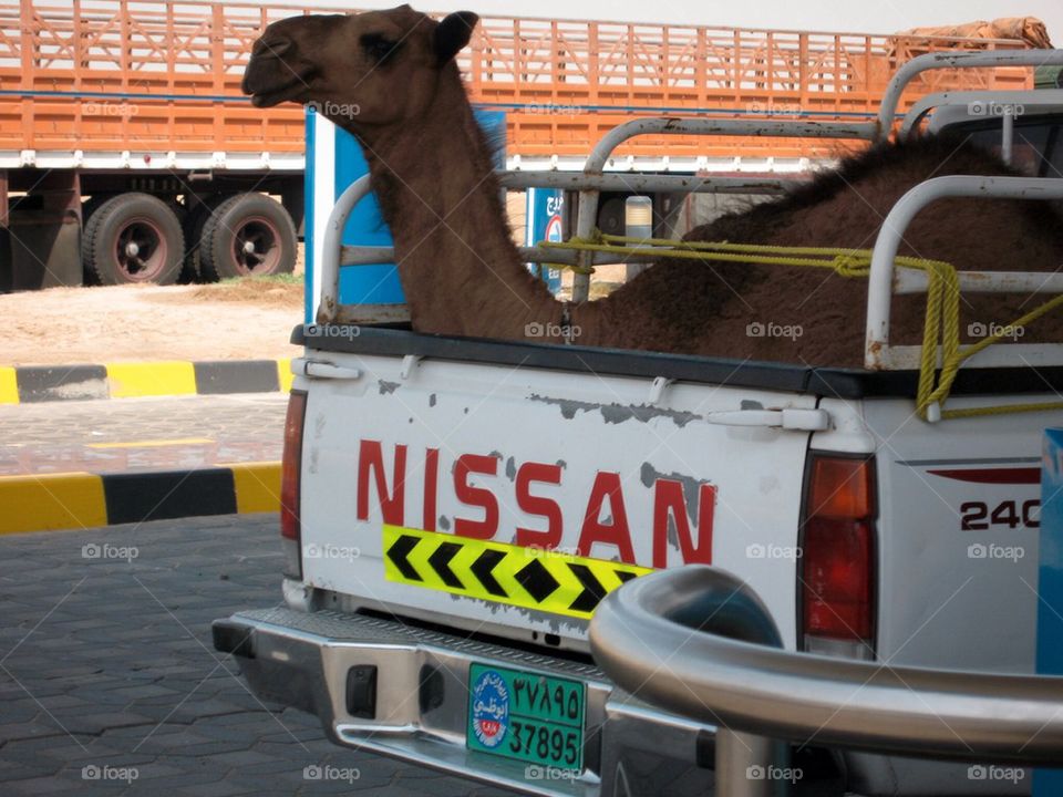 Camel, truck