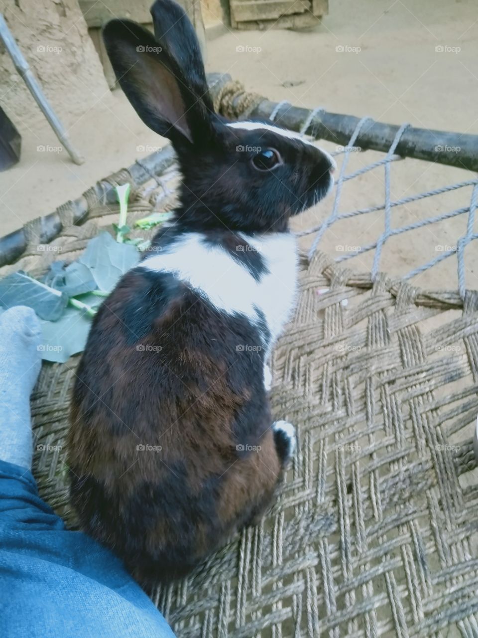 Rabbit Chakia Chandauli UP India on the cot