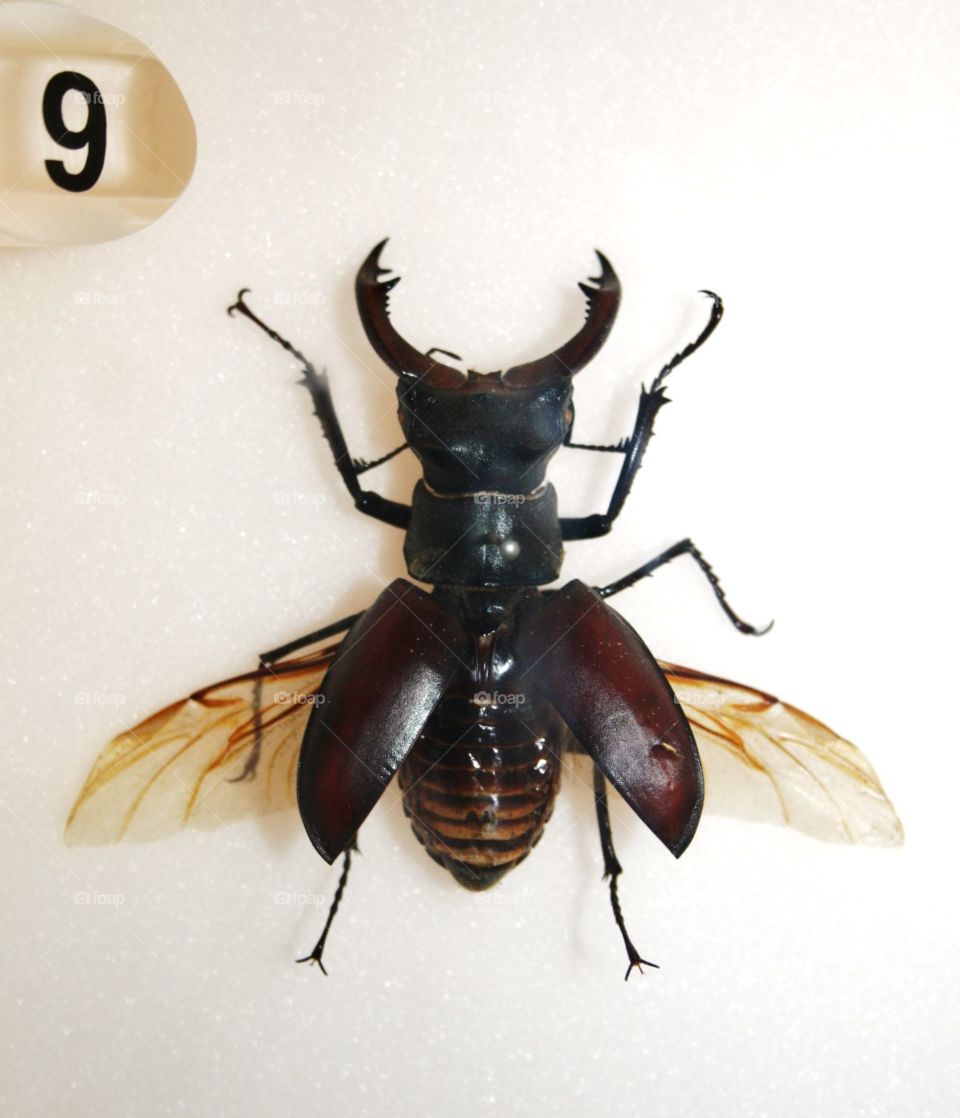 Beetle entomology . Mounted beetle species at Wollaton Hall in Nottingham 