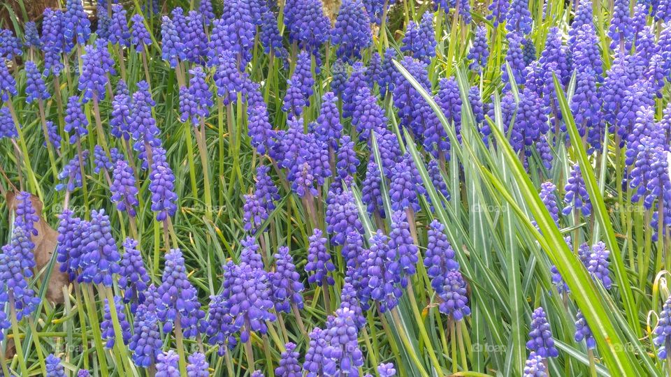 Blue grape hyacinths flower in the spring garden
