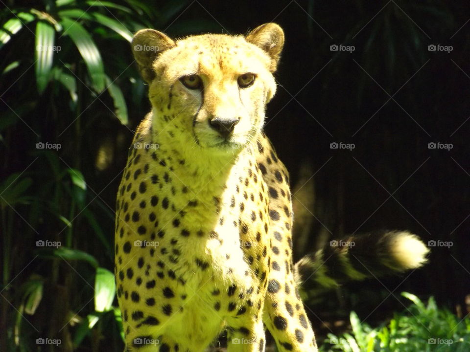 cheetah