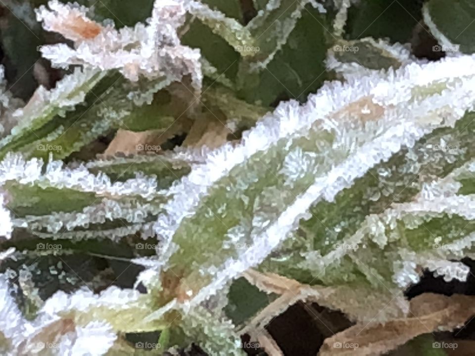 Cold frosted grass and leaves on a chilly fall morning